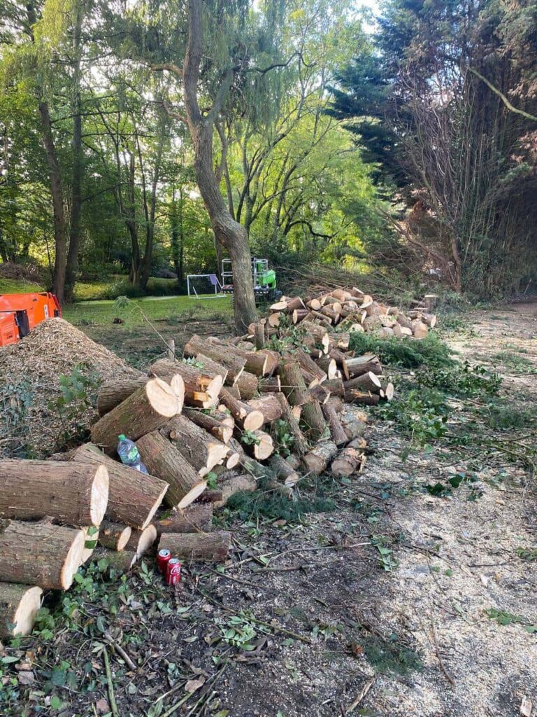 This is a photo of a wood area which is having multiple trees removed. The trees have been cut up into logs and are stacked in a row. Rothwell Tree Surgeons